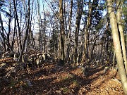 71 Da questo sentiero non segnato ma intuitivo scendo per bosco a Miragolo San Salvatore